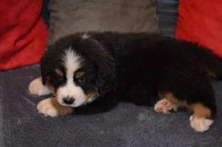 chiots Bouvier bernois lof