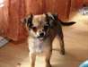A donnez Magnifiques chiots Chihuahua lof - photo 1