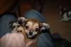 A donnez Magnifiques chiots Chihuahua lof - photo 2