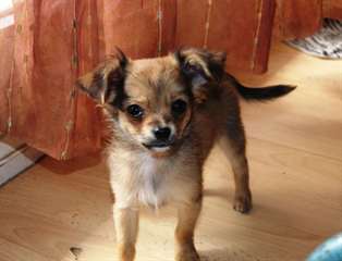 A donnez Magnifiques chiots Chihuahua lof