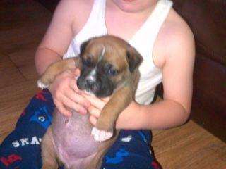 BullMastiff chiot pour un foyer aimant