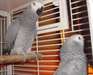 *** Perroquets gris d'Afrique pour adoption *** - photo 1