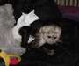 singe capucin bebe singe - photo 1