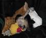 singe capucin bebe singe - photo 2