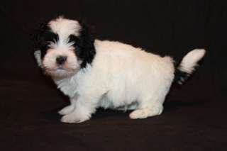 Chiots bichon havanais