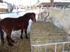 Mangeoire &#233;conomique pour chevaux ou poney - photo 3