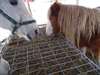 Mangeoire &#233;conomique pour chevaux ou poney - photo 4