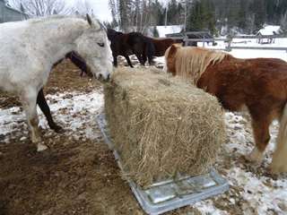 Mangeoire économique pour chevaux ou poney