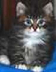 Chatons Siberian male et femelle