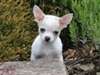 Superbes chiotsChihuahua - photo 1