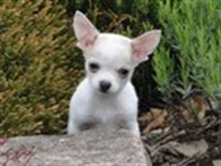 Superbes chiotsChihuahua