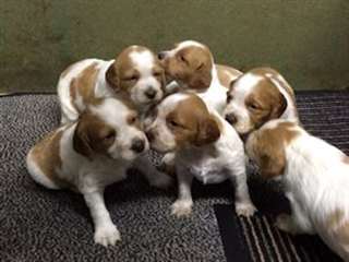 chiots Épagneul breton