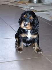 A Réserver chiots cocker spaniel anglais
