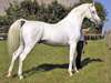 Jument pur sang pp 3 ans - photo 2