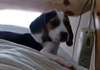 Adorables chiots beagle - photo 1