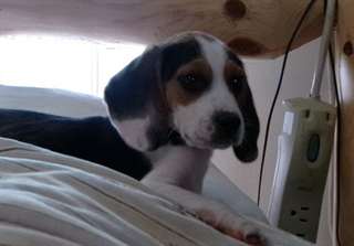 Adorables chiots beagle