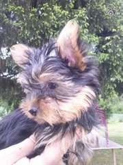 Adorable bébés Yorkshir terrier à donner