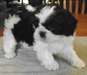 Qualité Bred famille Rasied Shih Tzu - photo 1