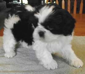 Qualité Bred famille Rasied Shih Tzu