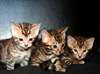 3 CHATONS TYPES  BENGAL - photo 1