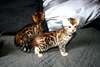 3 CHATONS TYPES  BENGAL - photo 2