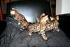 3 CHATONS TYPES  BENGAL - photo 3