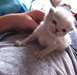 Amour Chatons persans pr&#234;ts pour de bon &#224; la maiso - photo 1