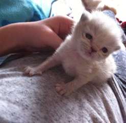 Amour Chatons persans pr&#234;ts pour de bon &#224; la maiso