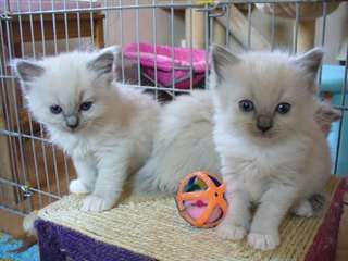 Adorables chatons ragdoll a donner