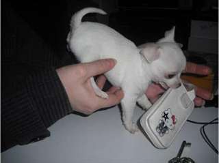 J'offre Chiot type chihuahua femelle