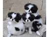 Chiots de type Epagneul Japonais taille mini - photo 1