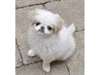 Chiots de type Epagneul Japonais taille mini - photo 2