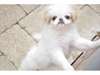 Chiots de type Epagneul Japonais taille mini - photo 3