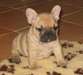 Chiot bouledogue français femelle A donner - photo 1