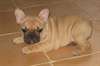 Chiot bouledogue français femelle A donner - photo 2