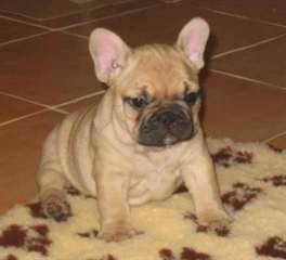 Chiot bouledogue français femelle A donner