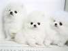 A réserver chiots poméranien - photo 1
