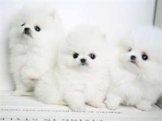 A réserver chiots poméranien