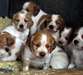chiots épagneul breton - photo 1