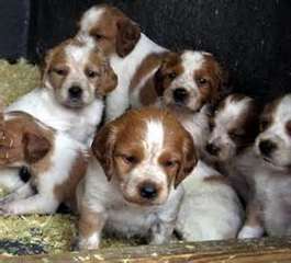 chiots épagneul breton