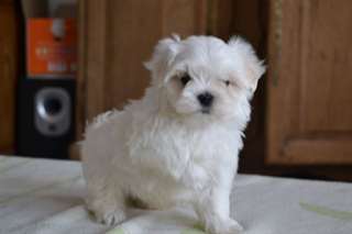 Chiots type Bichons Maltais