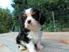 Magnifiques Chiots Cavalier King Charles LOF - photo 1