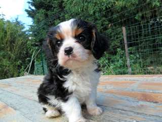 Magnifiques Chiots Cavalier King Charles LOF