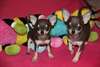 Chiots chihuahua - photo 2