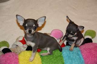 Chiots chihuahua