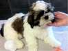Chiots type shih-tzu - photo 1