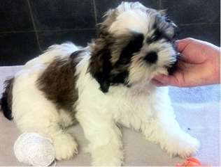 Chiots type shih-tzu