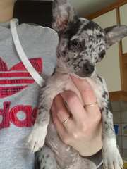 A DONNER FEMELLE CHIHUAHUA