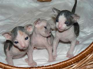 Chatons Sphynx Disponible Maintenant