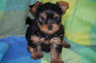 donne chiots type yorkshire